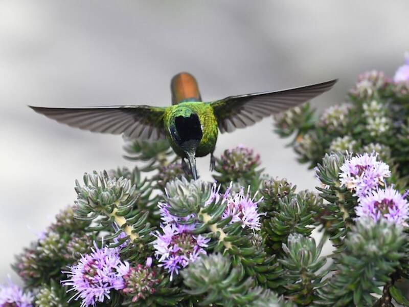 Hooded Visorbearer, Photos 4