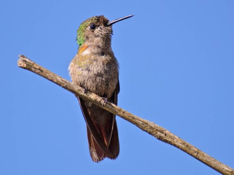 Hooded Visorbearer, Photos 3