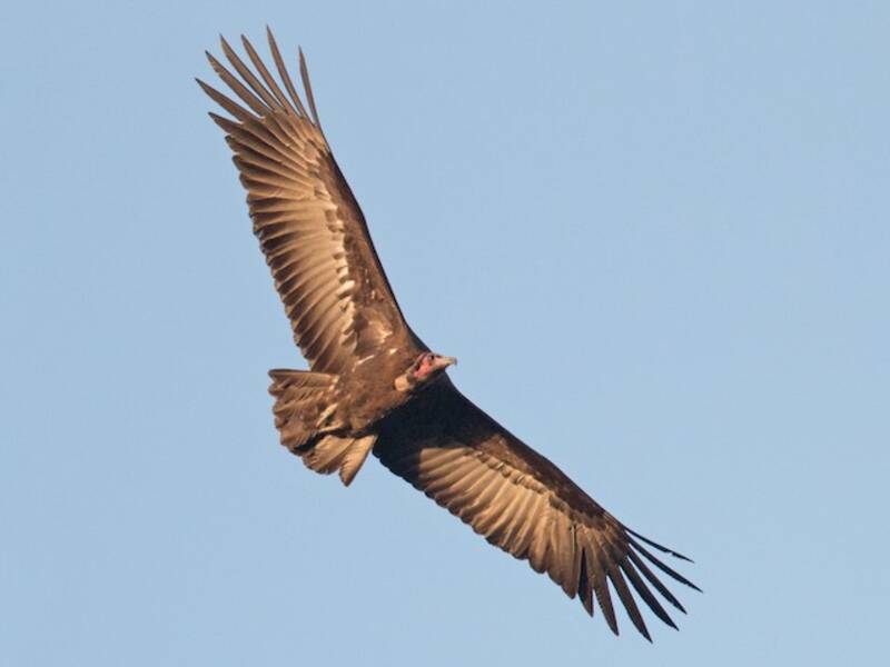Hooded Vulture, Photos 2