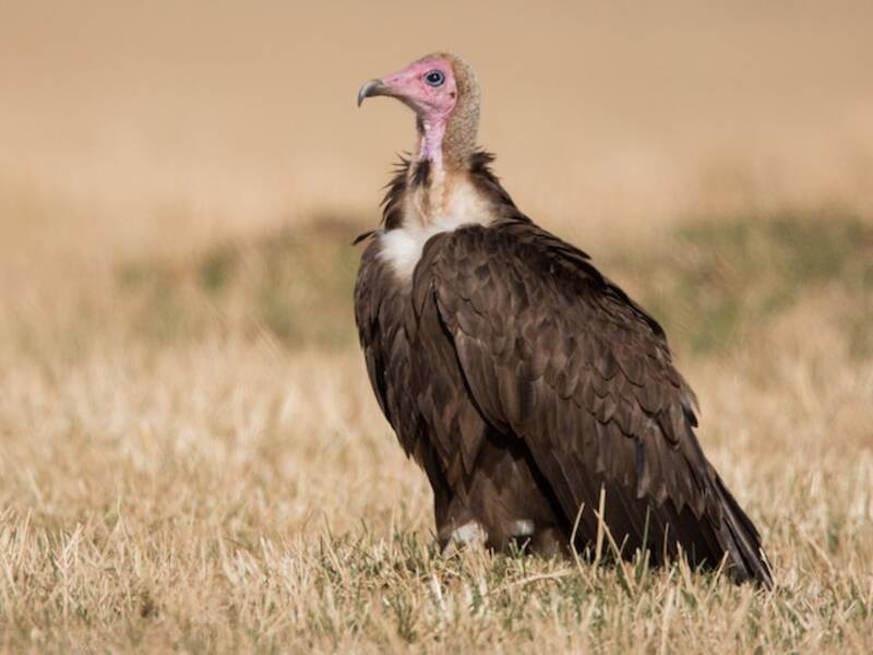 Hooded Vulture, Photos 3