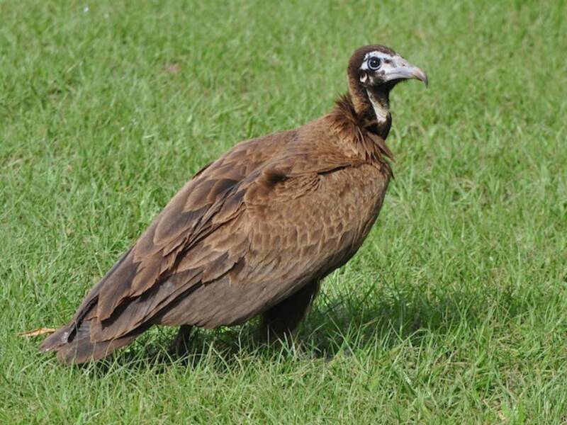 Hooded Vulture, Photos 4