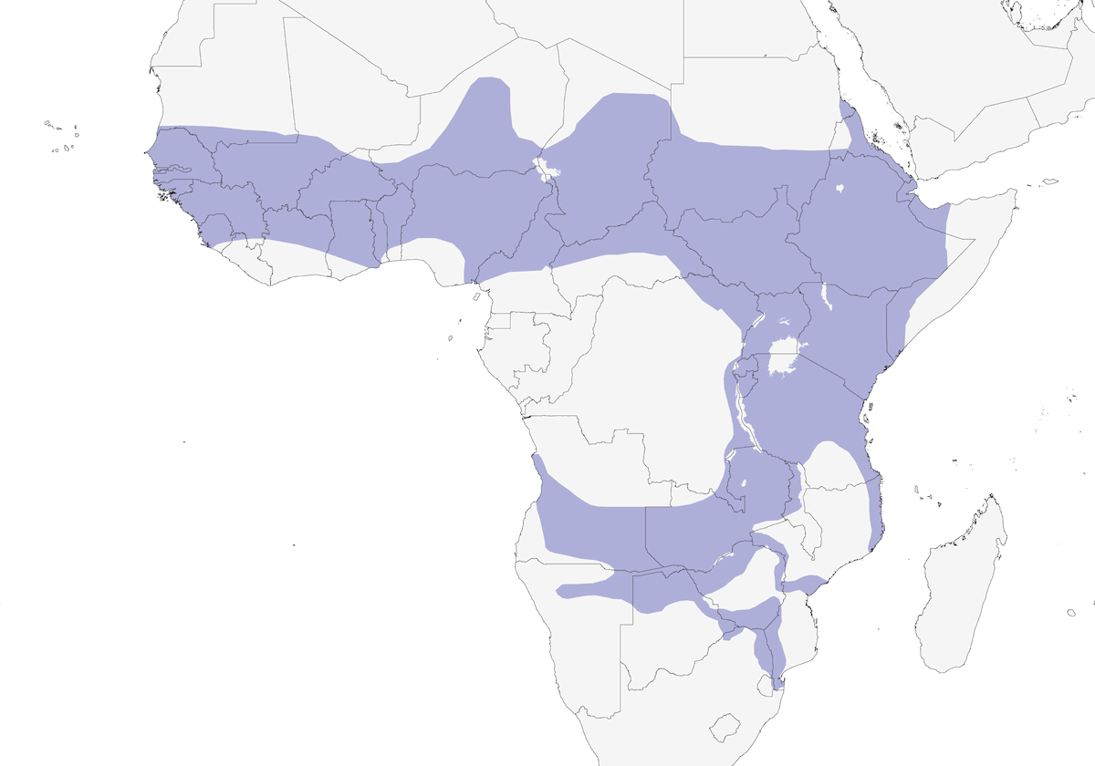 Hooded Vulture, Distribution 1