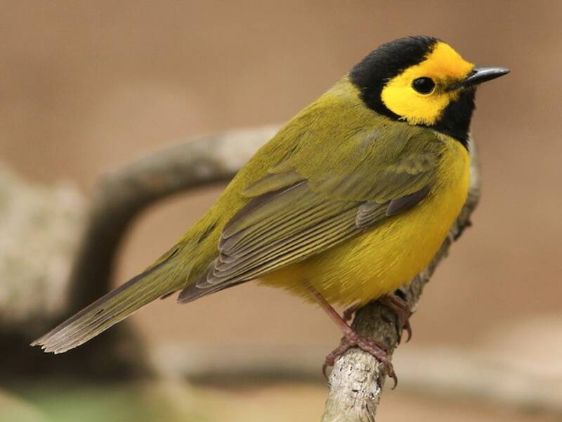 Parula dal cappuccio