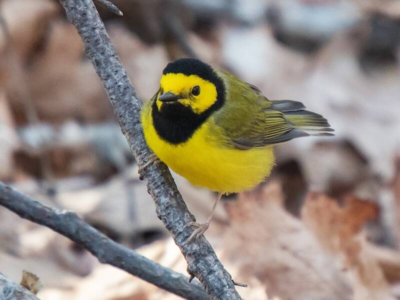 Parula dal cappuccio, Foto 4