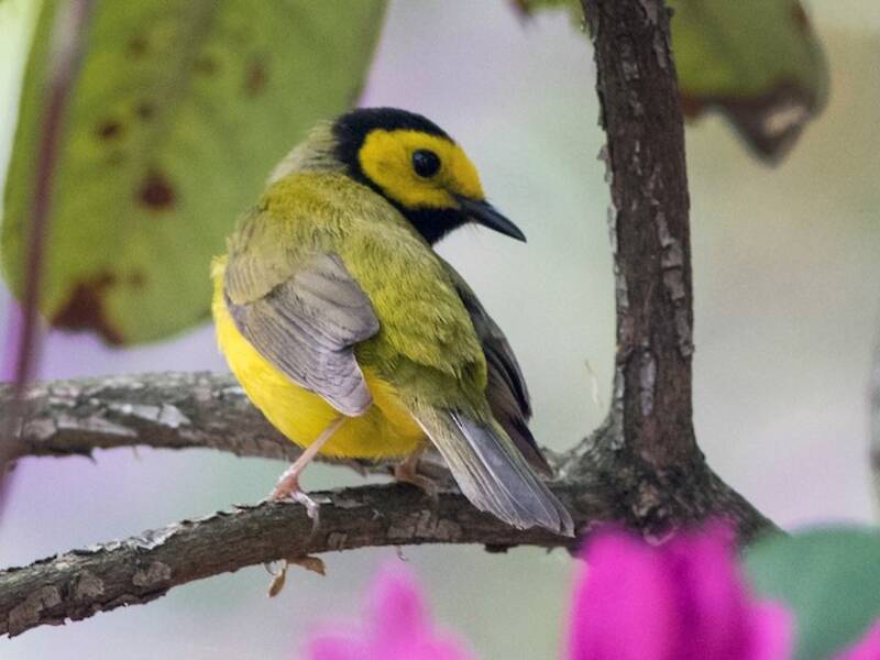 Parula dal cappuccio, Foto 2