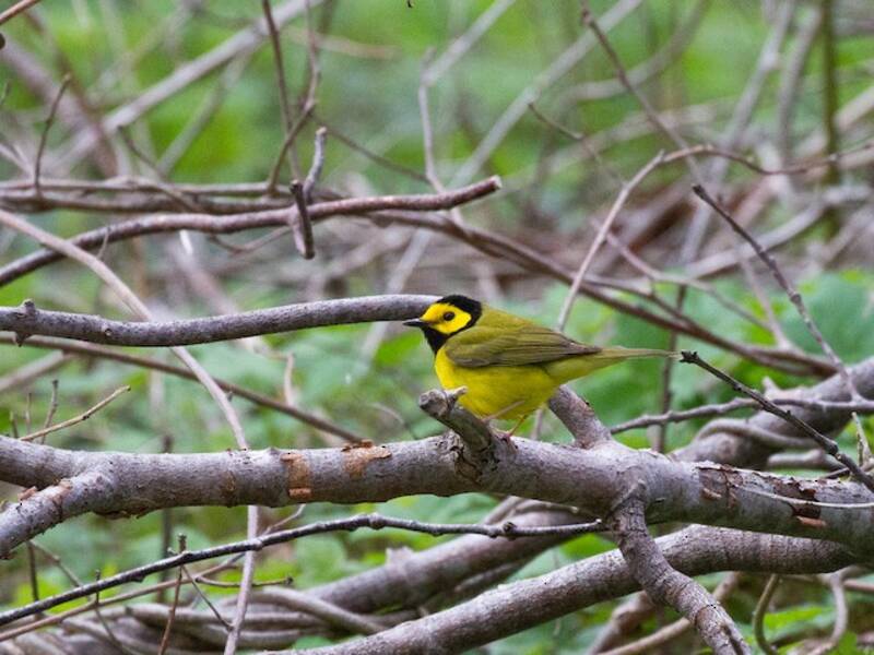 Parula dal cappuccio, Foto 3