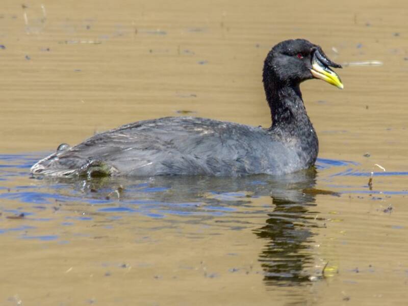 Horned Coot