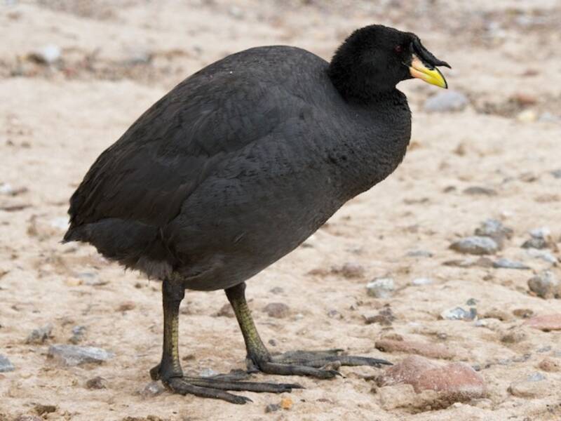 Horned Coot, Photos 4
