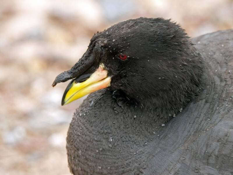 Horned Coot, Photos 3
