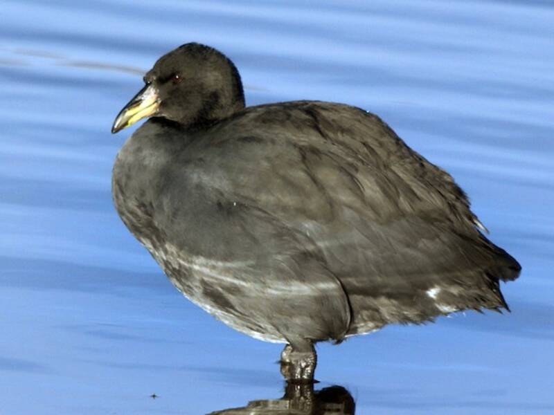 Horned Coot, Photos 2