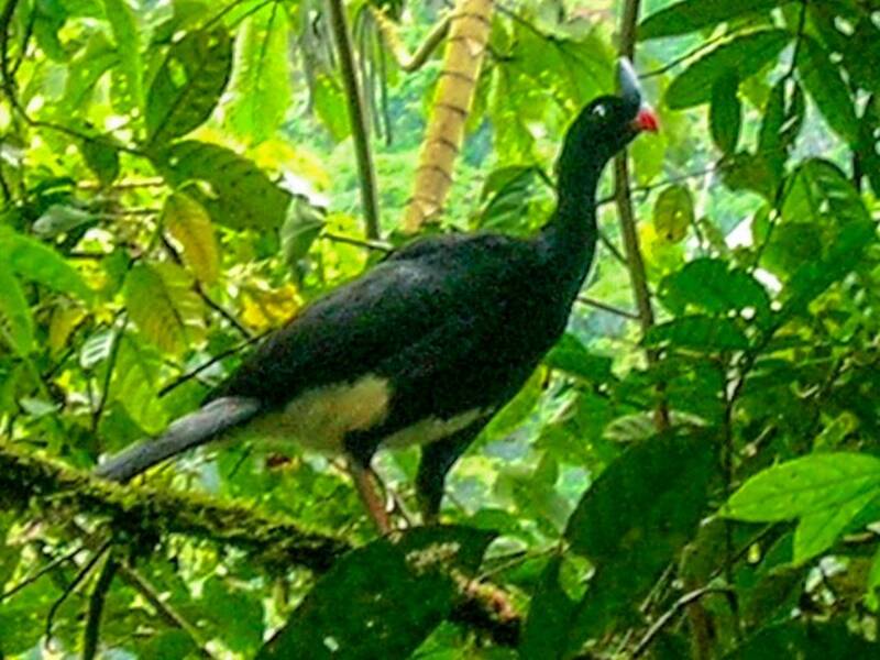 Horned Curassow, Photos 3