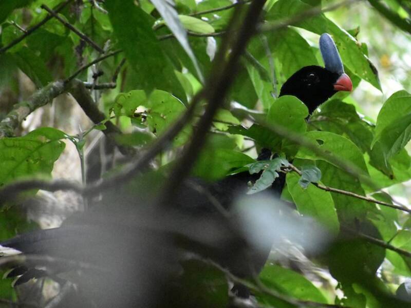 Horned Curassow, Photos 4