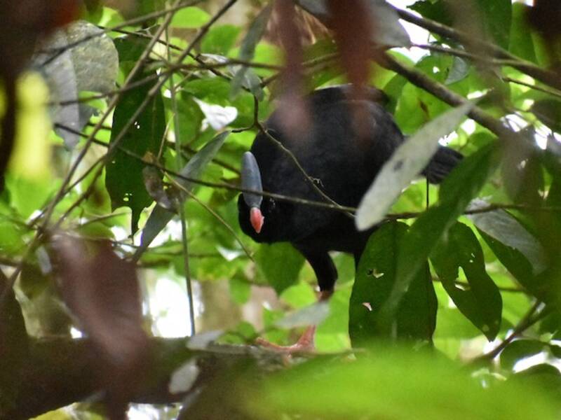 Horned Curassow