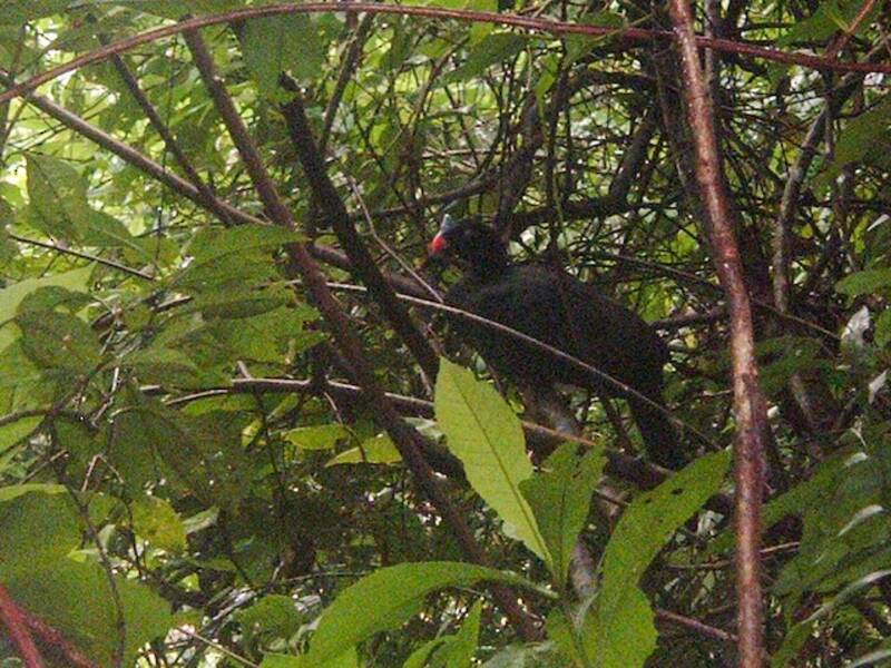 Horned Curassow, Photos 2