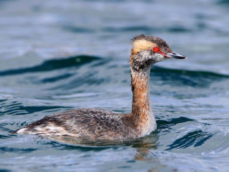 Horned Grebe (Podiceps auritus)