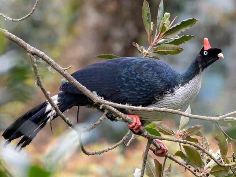Horned Guan