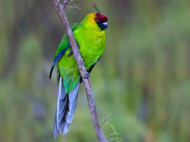 Horned Parakeet