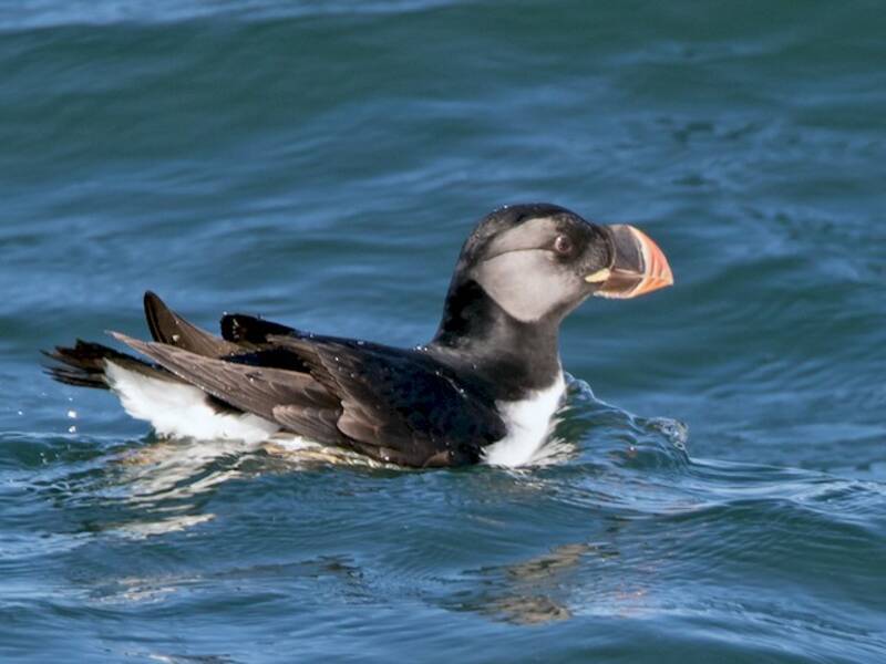 Horned Puffin