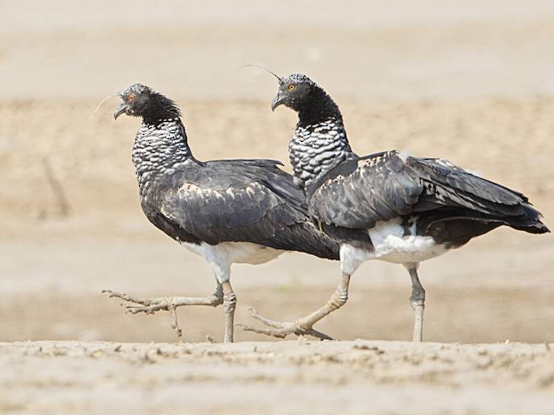 Hornwehrvogel, Fotos 4