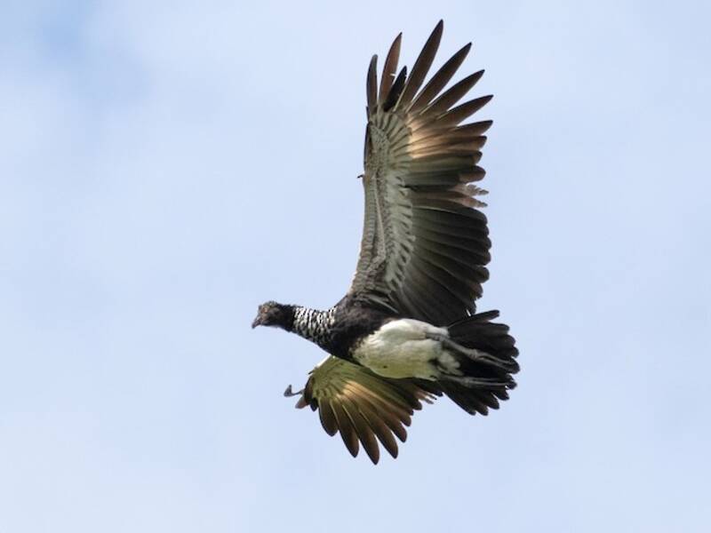 Hornwehrvogel, Fotos 3