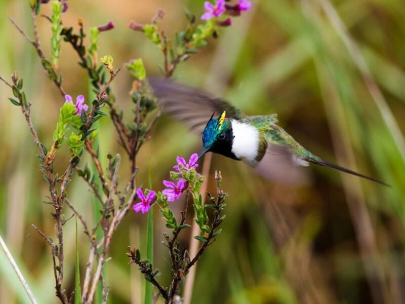 Colibrí Diademado, Fotos 2
