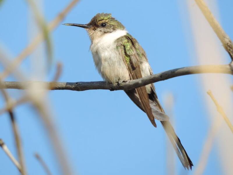 Colibrí Diademado, Fotos 4