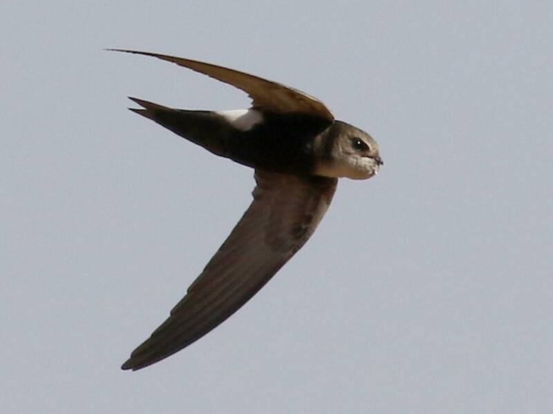 Horus Swift, Photos 3