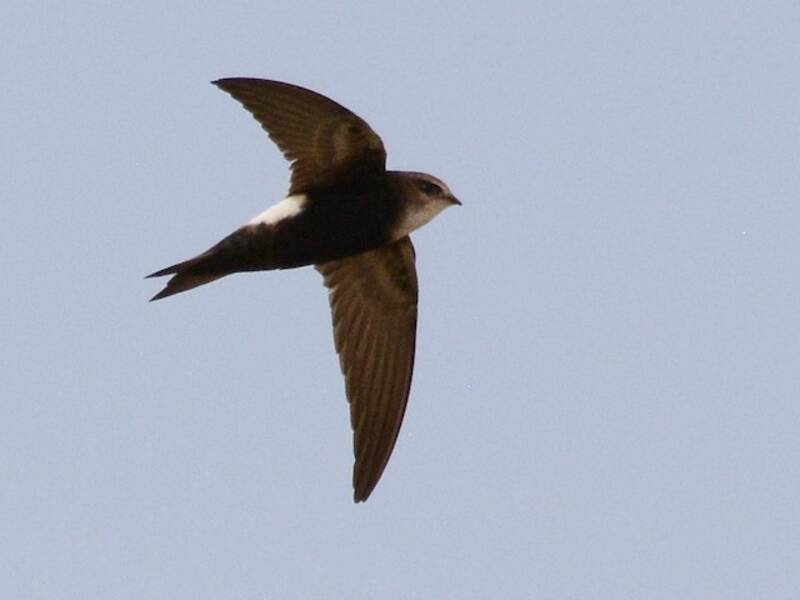 Horus Swift, Photos 4