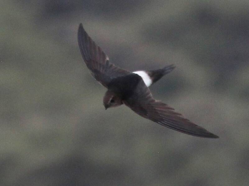 Horus Swift, Photos 1