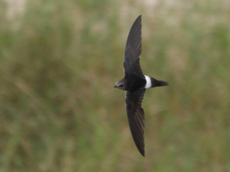 Horus Swift, Photos 2