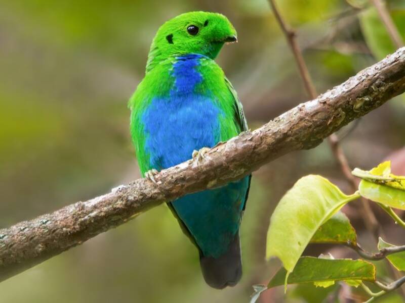 Hose's Broadbill, Photos 2