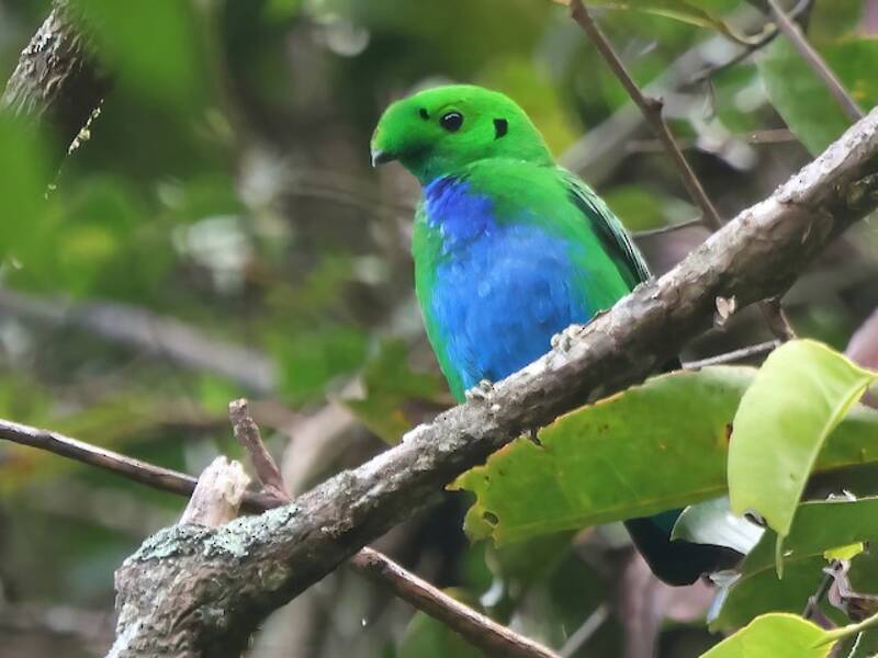 Hose's Broadbill, Photos 3
