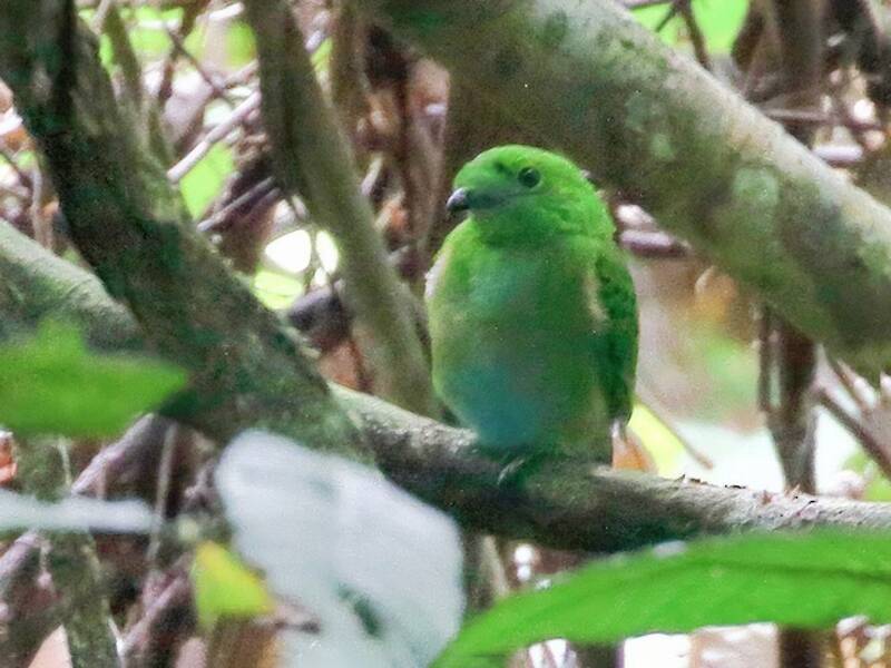 Hose's Broadbill, Photos 4
