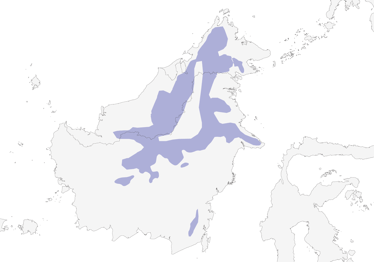 Hose's Broadbill, Distribution 1