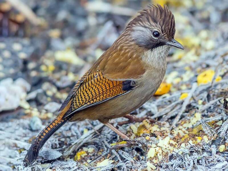 Graukehl-Bartvogel, Fotos 2