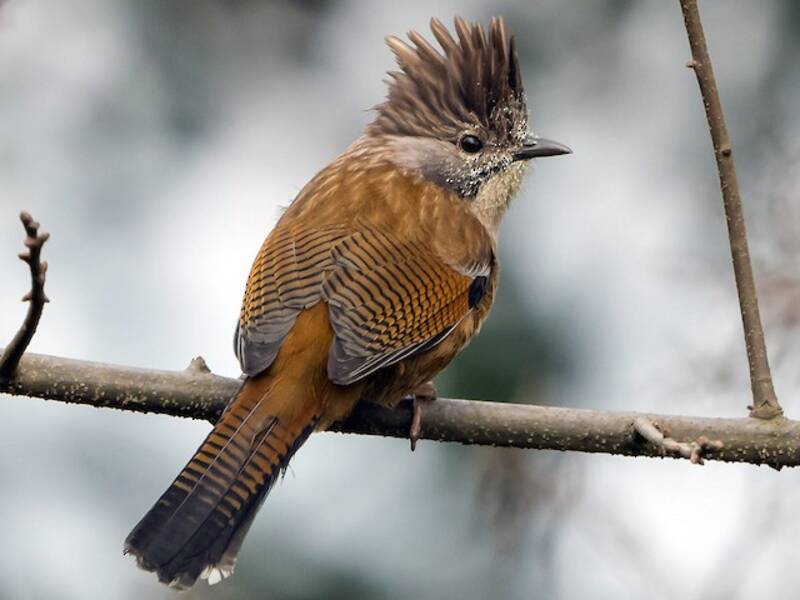 Graukehl-Bartvogel, Fotos 4