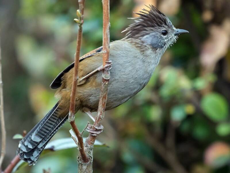Graukehl-Bartvogel, Fotos 3