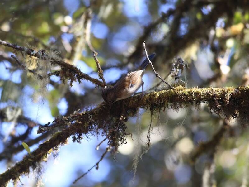 Hoary-throated Barwing