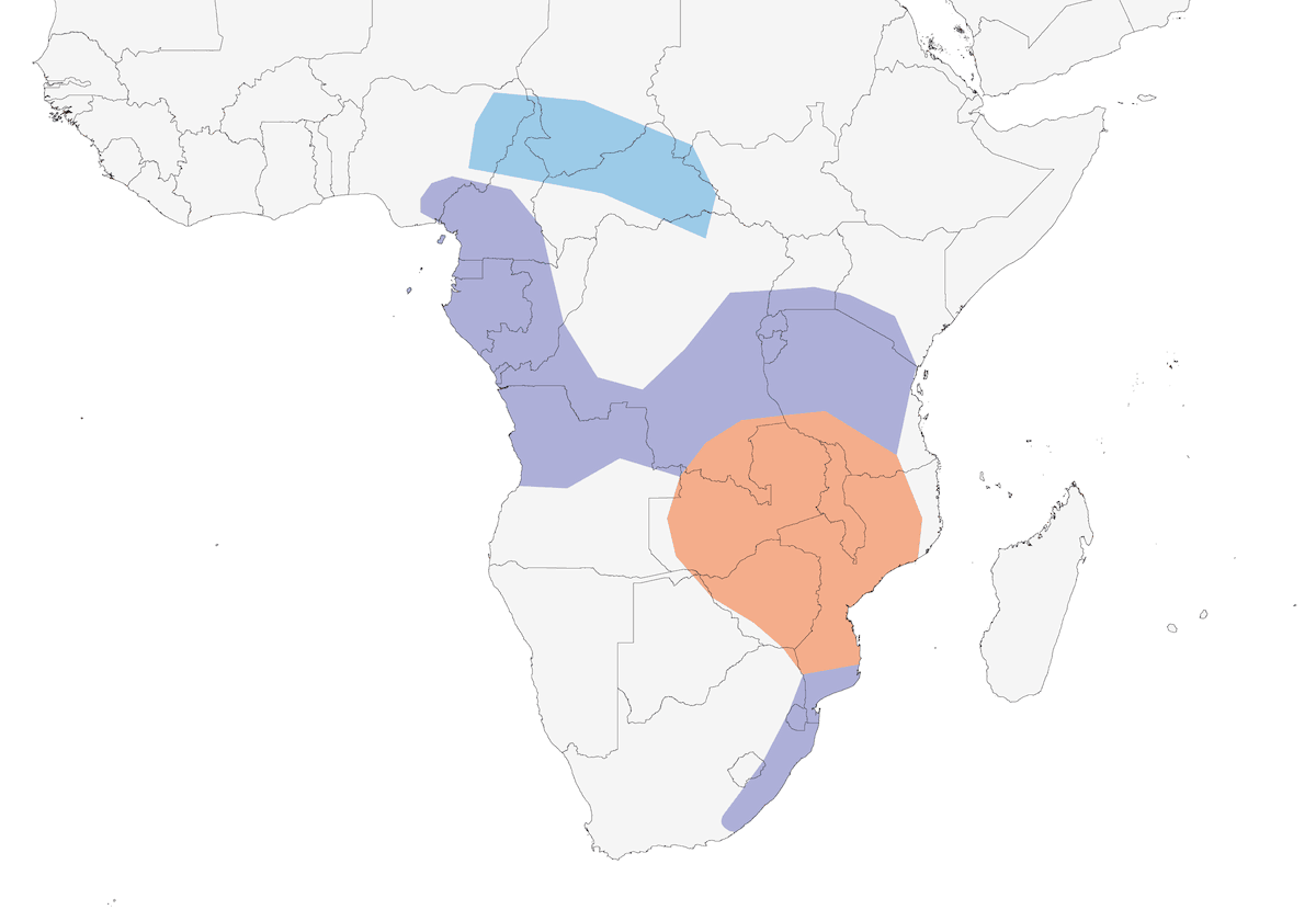 Quaglia bottone groppanera, Distribuzione 1