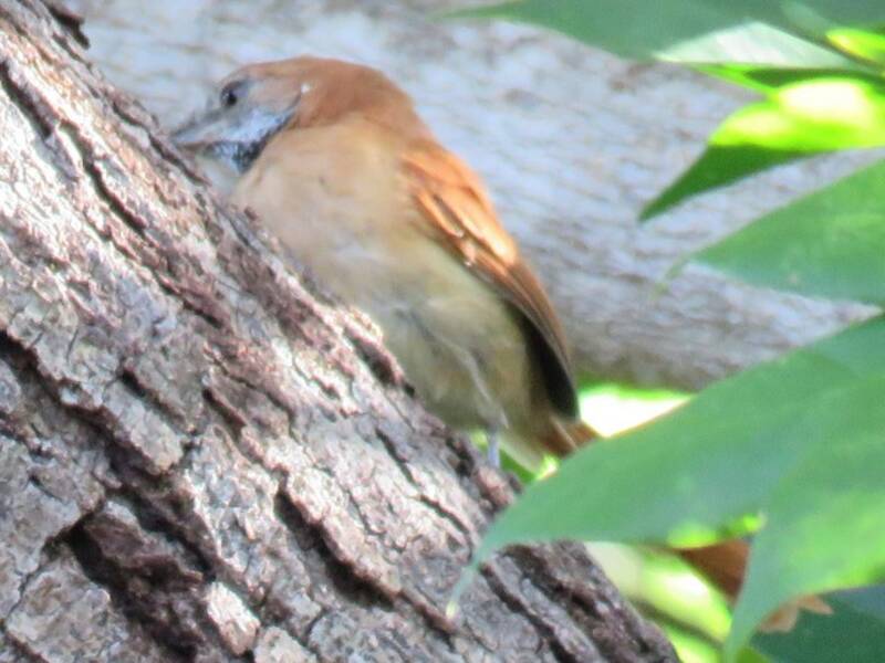 Hoary-throated Spinetail
