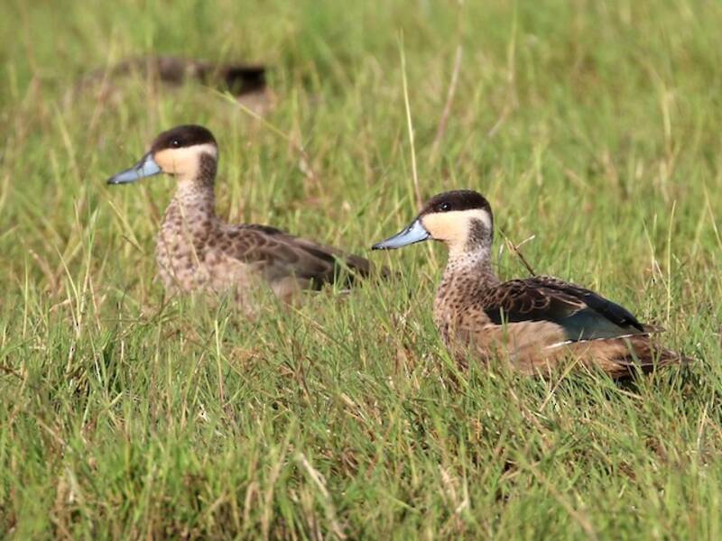 Blue-billed Teal