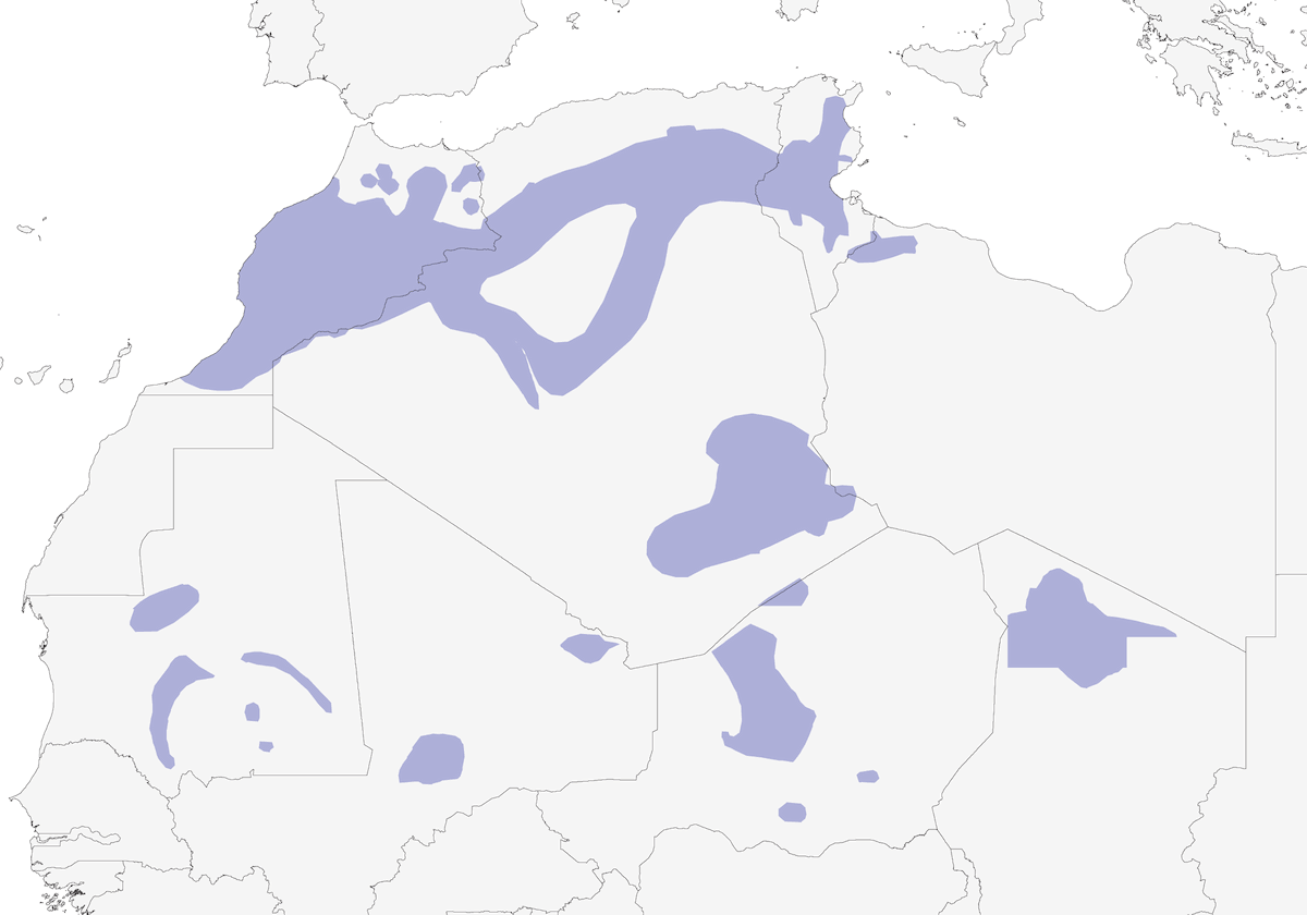 Zigolo domestico, Distribuzione 1