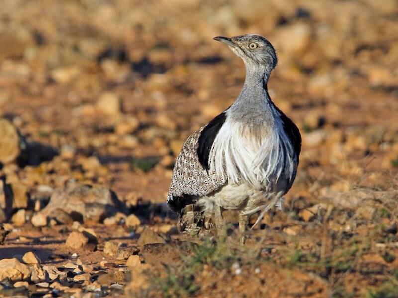 Ubara africana