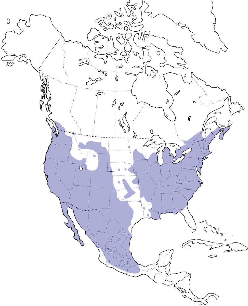 Pinzón doméstico, Distribución 1