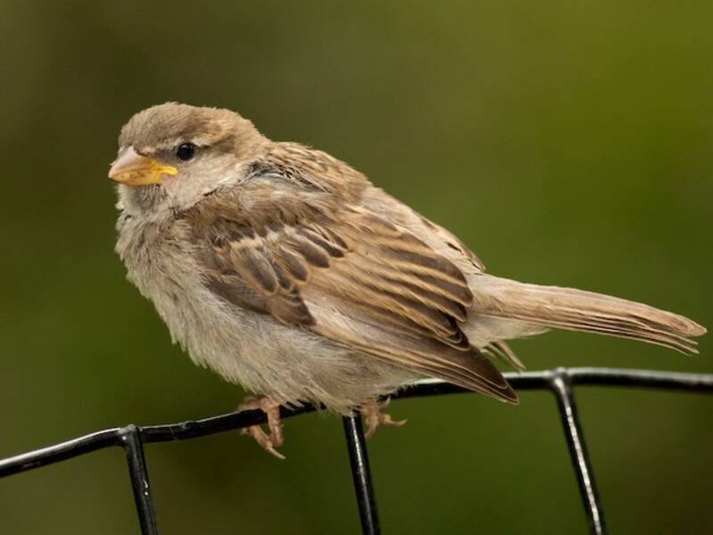 House Sparrow (Passer domesticus)