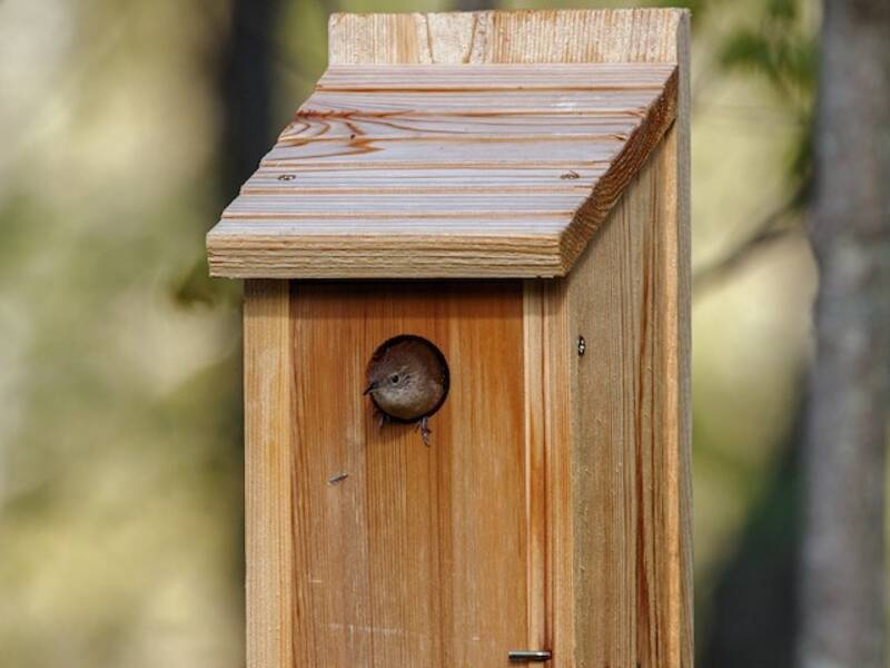 Scricciolo delle case, Foto 2