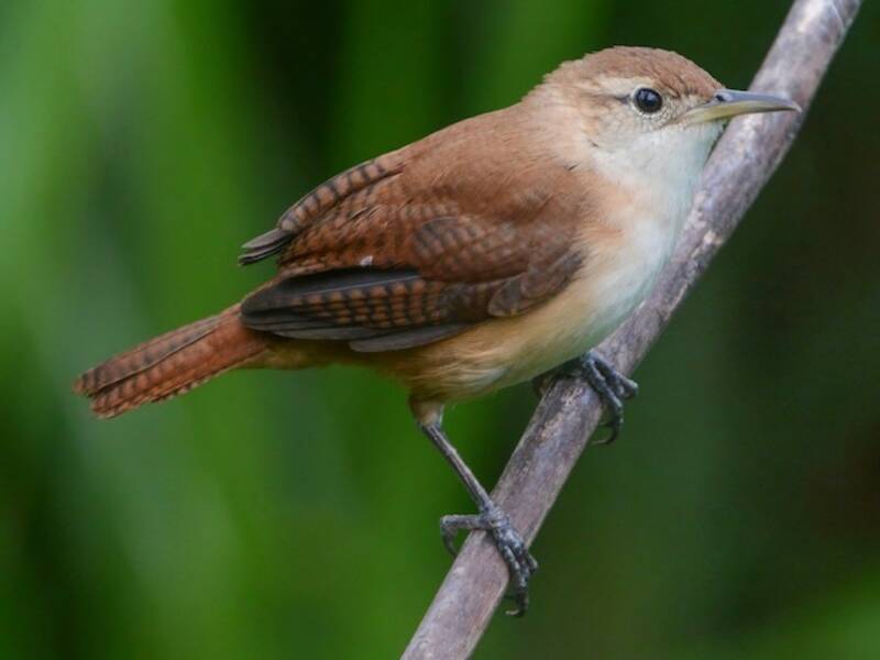 St. Vincent Wren, Photos 3