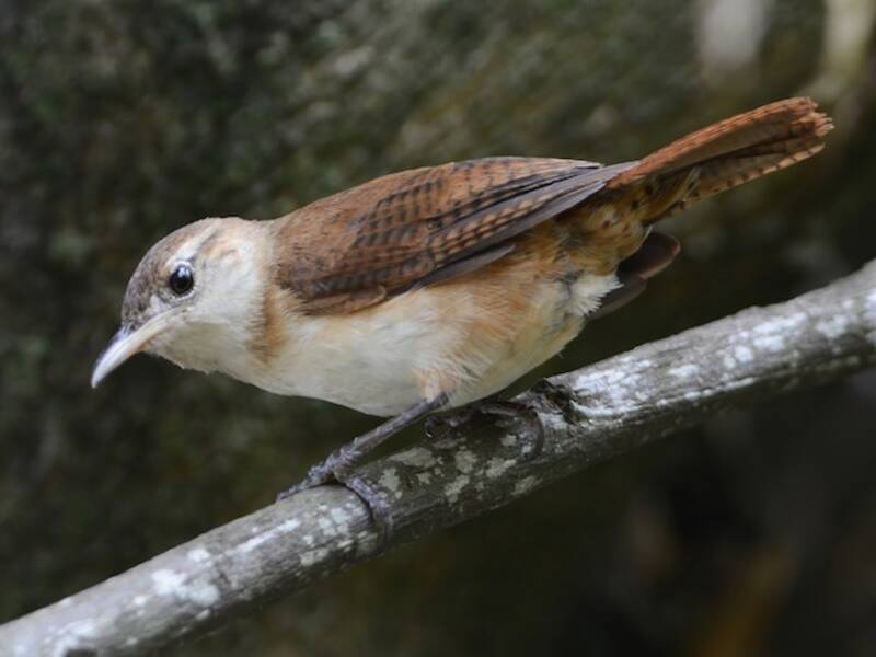 St. Vincent Wren, Photos 2