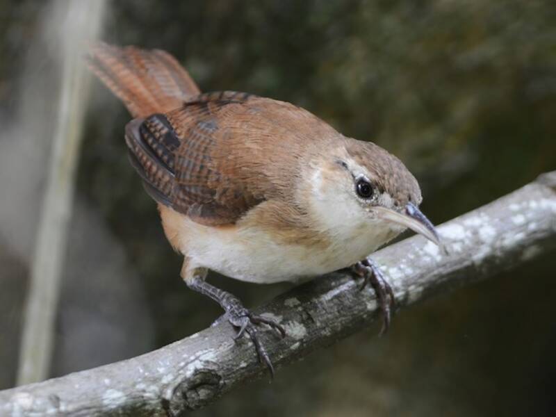 St. Vincent Wren, Photos 4