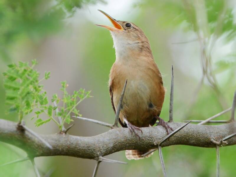 Grenada Wren, 照片 4